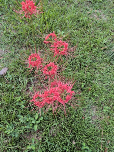 red spider lily