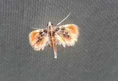 Thysanoidma octalis