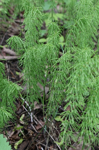 Ožkabarzdis asiūklis nuotrauka