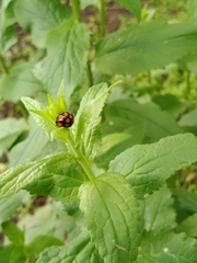 Harmonia axyridis