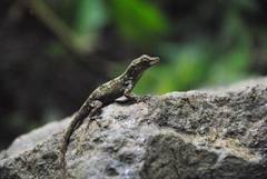 Anolis oculatus