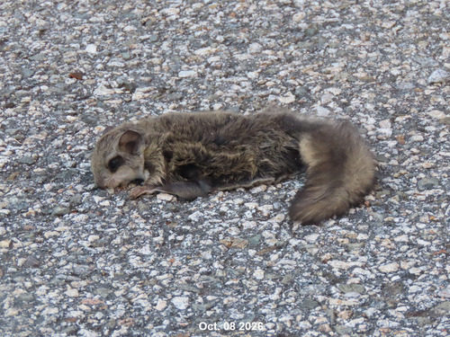 Siberian Flying Squirrel