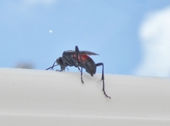 Macrophya annulata