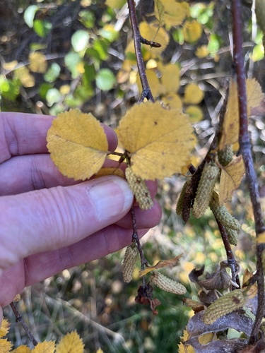 Betula microphylla, 2026-10-07