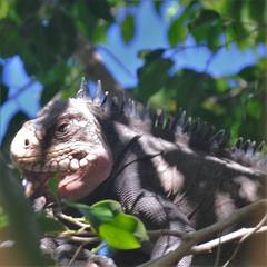 Iguana delicatissima