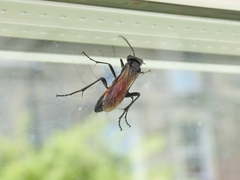 Macrophya annulata