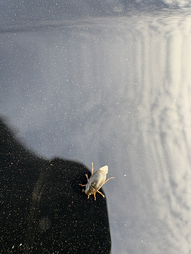 Hydrobius fuscipes