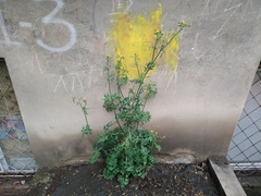 Sonchus oleraceus
