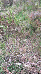 Calluna vulgaris