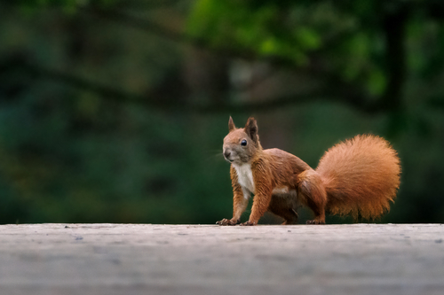 Eurasian Red Squirrel