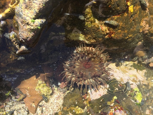 Bunodosoma californicum