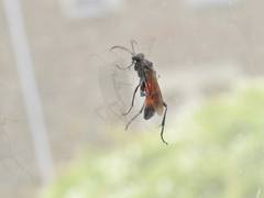 Macrophya annulata