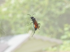 Macrophya annulata