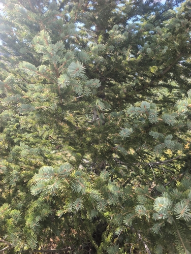 blue spruce