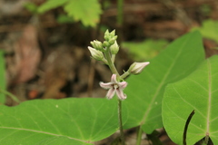 Cynanchum rostellatum