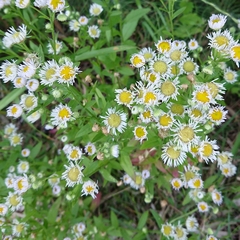 Erigeron