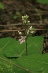 Cynanchum rostellatum