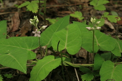 Cynanchum rostellatum