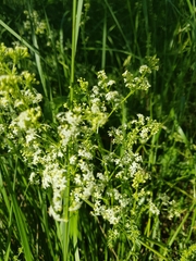 Galium lucidum
