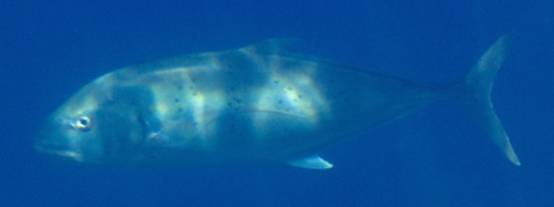 Carangoides fulvoguttatus observed 2026-09-19