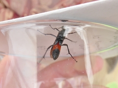 Macrophya annulata