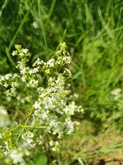 Galium lucidum
