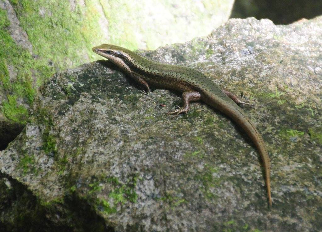 Varzea Skinks