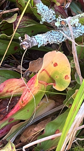 Sarracenia purpurea