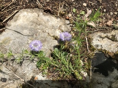 Globularia incanescens