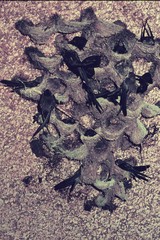 Aerodramus elaphrus