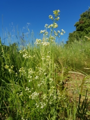 Galium lucidum