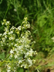Galium lucidum