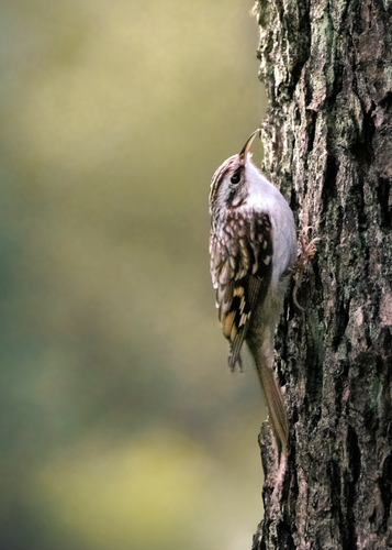 Eurasian Treecreeper
