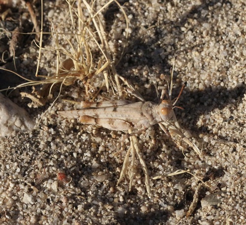 Cream Grasshopper