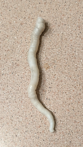 Vermicularia observed 2026-10-04