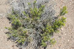 Chrysothamnus viscidiflorus puberulus