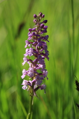 Gymnadenia