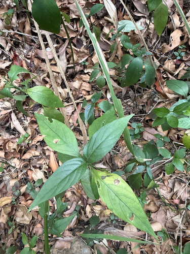 Ruellia brevifolia observed 2026-10-08