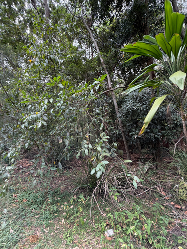 Syzygium floribundum observed 2026-10-08