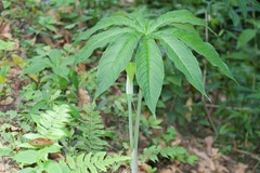 Arisaema concinnum