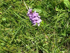Dactylorhiza maculata
