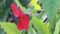 Hibiscus uncinellus