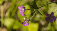 Geranium sylvaticum