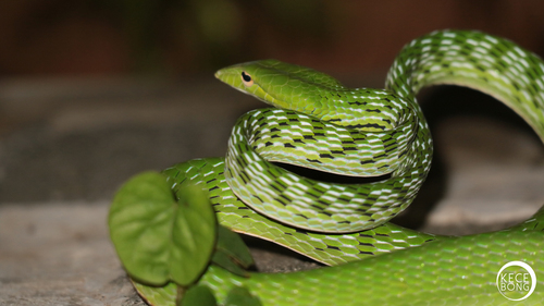 Oriental Whipsnake, photo 7 of 7