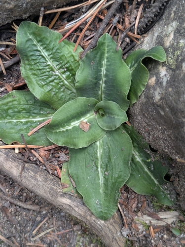 Western Rattlesnake Plantain