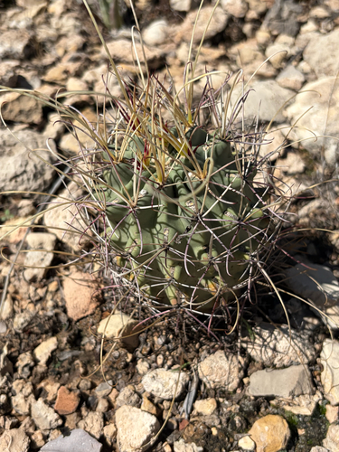 Chihuahuan fishhook cactus