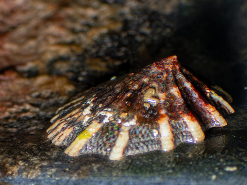 Lottia conus observed 2026-10-06