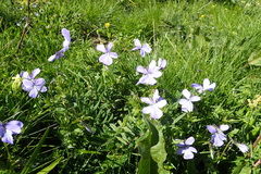 Viola cornuta