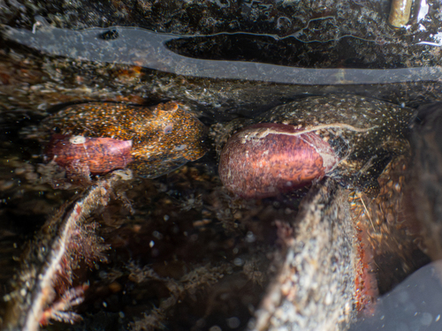 Haminoea virescens, 2026-10-06