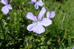 Viola cornuta